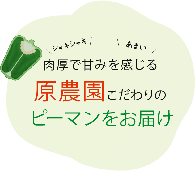 肉厚で甘みを感じる 原農園こだわりの ピーマンをお届け